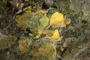 Natur i sten / Nature in stone