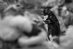 Pingviner i vind / Penguins in the wind